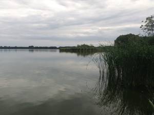 Stawy Milickie to jedyne w Polsce miejsce należące do grupy Living Lakes (żyjących jezior)